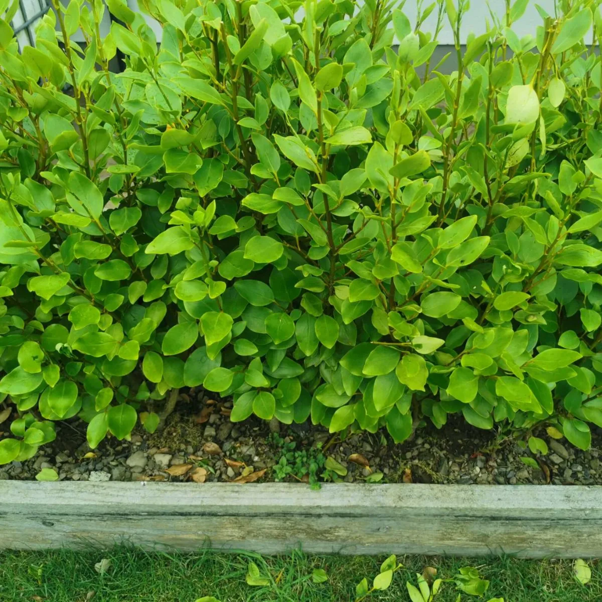 Griselinia hedging - Image 3