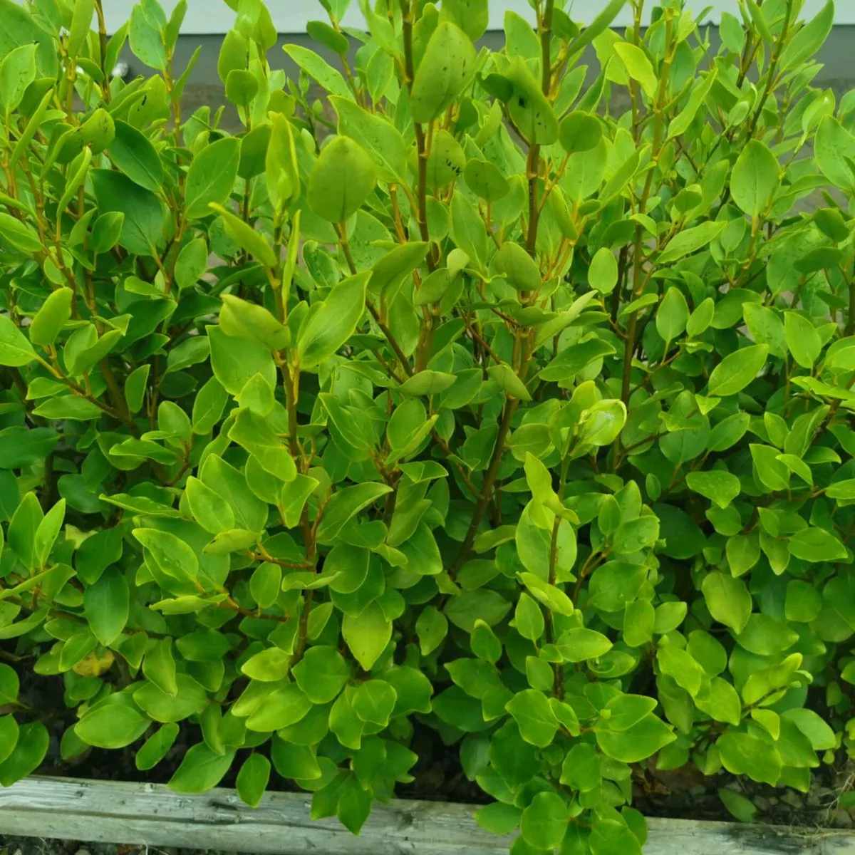 Griselinia hedging - Image 4