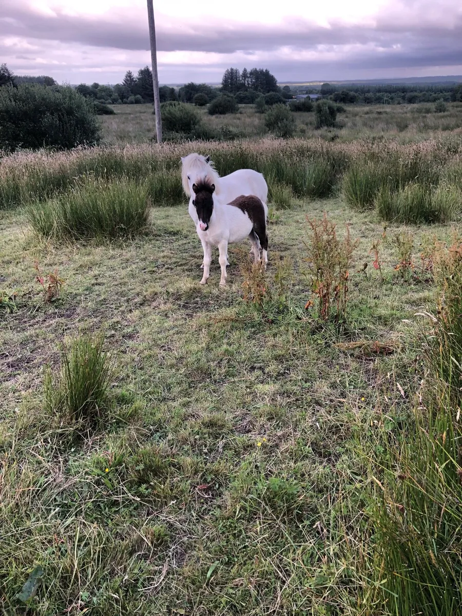 Miniature mare and foal - Image 1