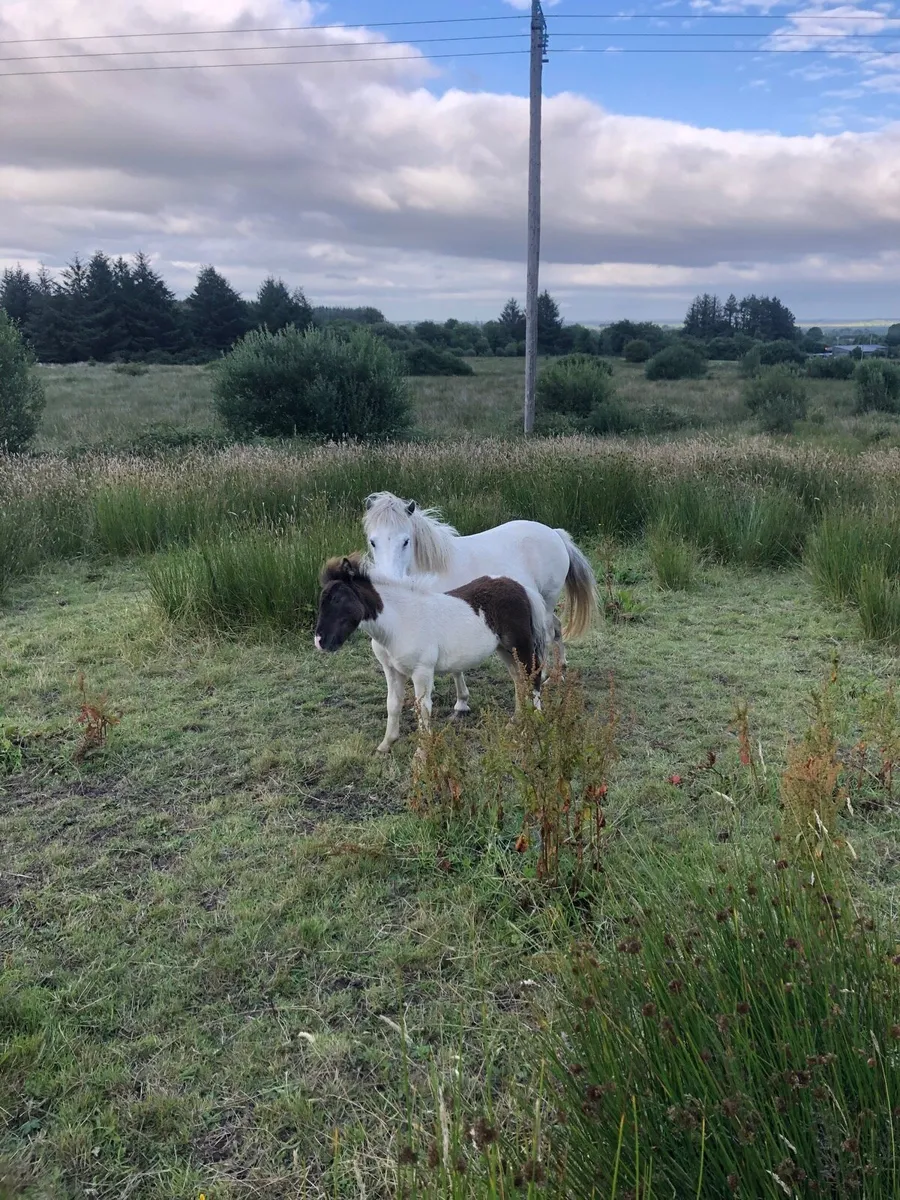 Miniature mare and foal - Image 2