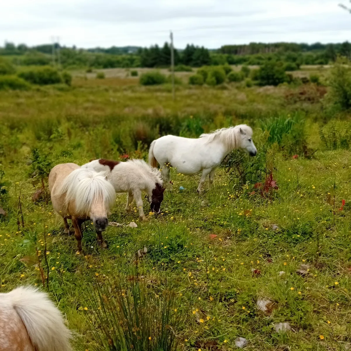 Miniature mare and foal - Image 3