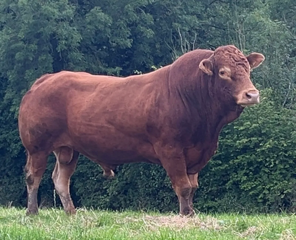 Limousin Bull - Image 1