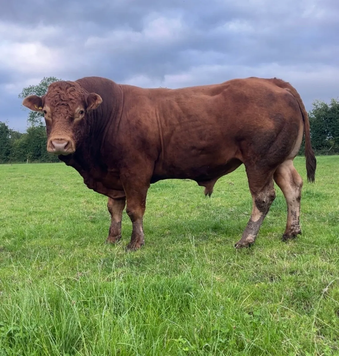 Limousin Bull - Image 2