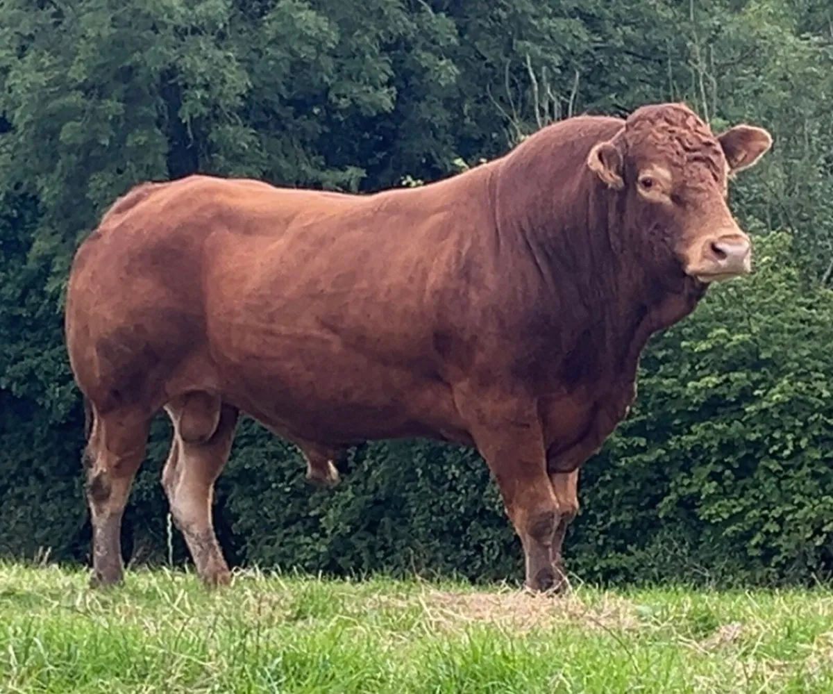 Limousin Bull - Image 3