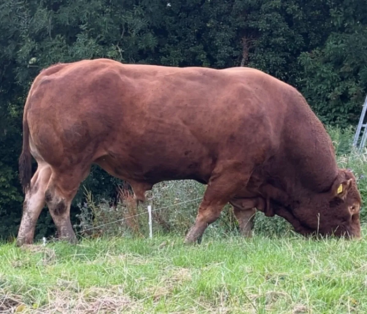 Limousin Bull - Image 4