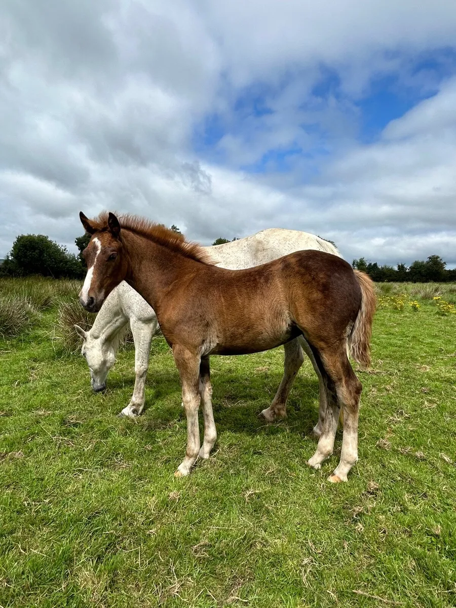 Connemara mares and foals - Image 1