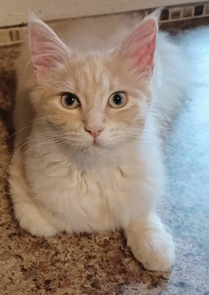 Pure breed Main Coon Kittens Avaliable - Image 1