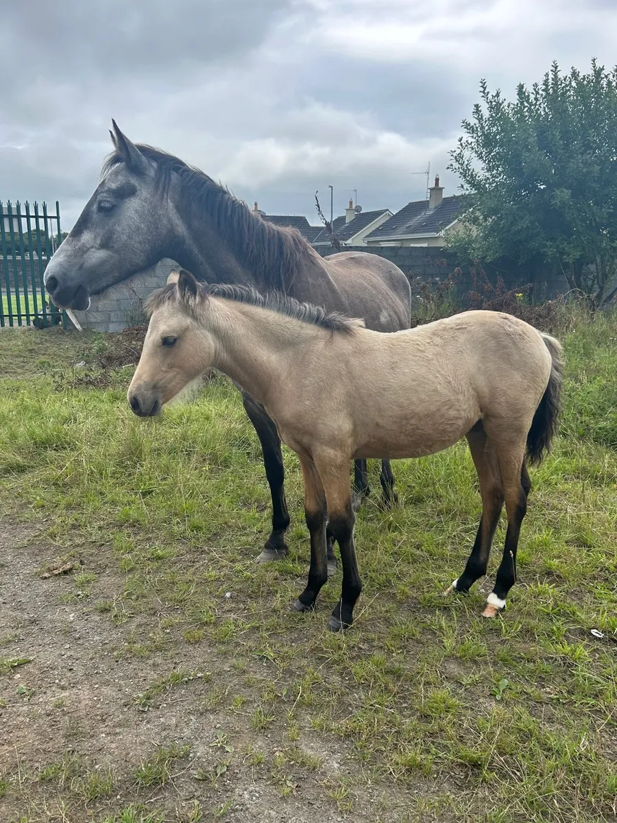 Connemara mares and foals - Image 2