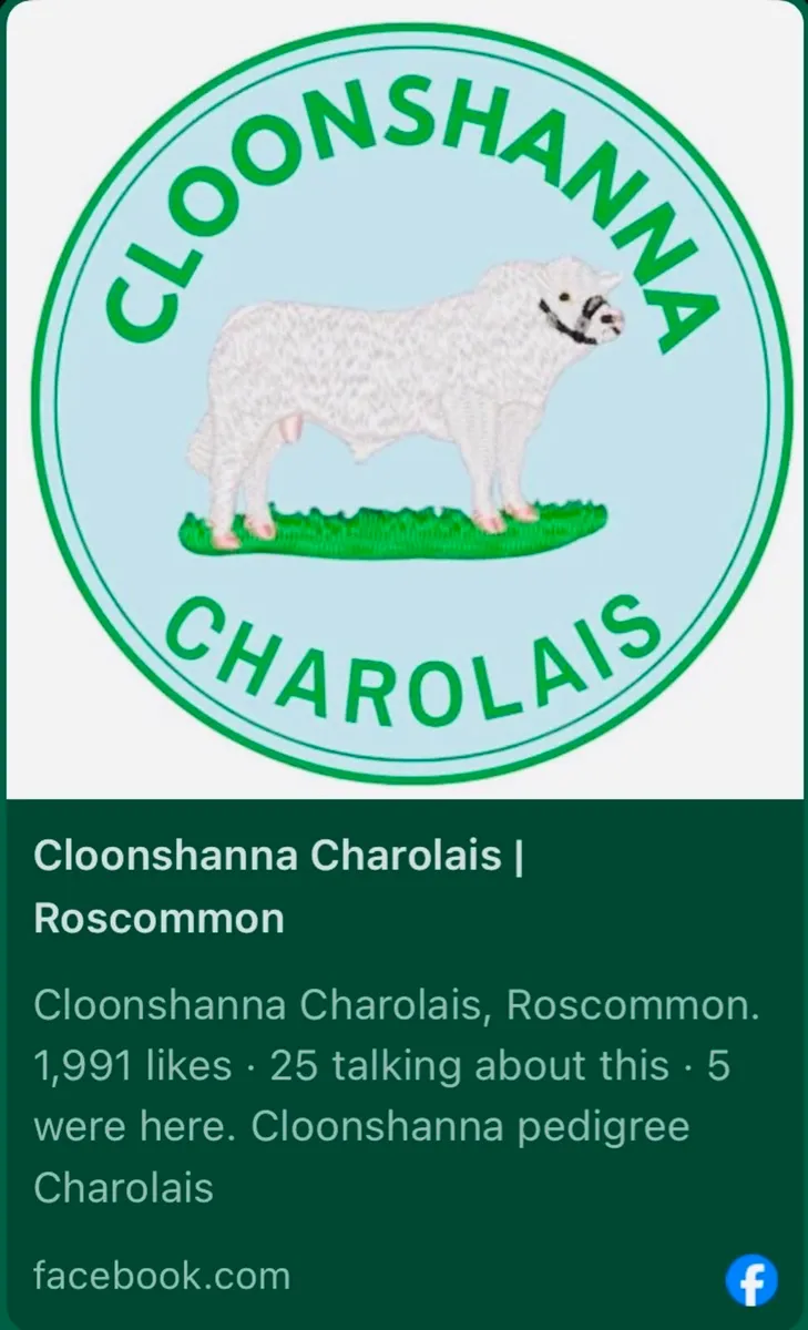Pedigree Charolais Bull (Picador Son x 1) - Image 4