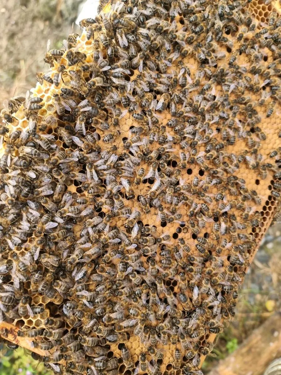 Irish Honey Bee Nucs 2025 Queen - Image 4