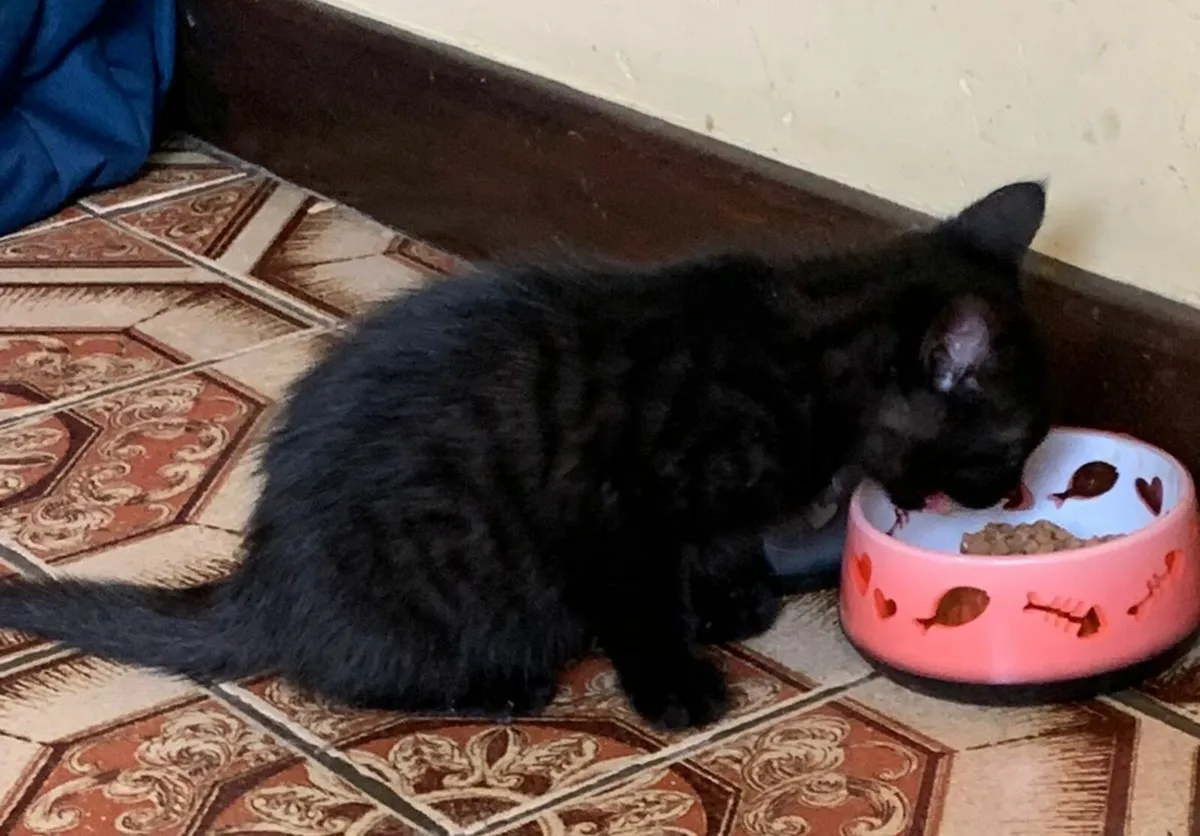 Kitten - Image 1