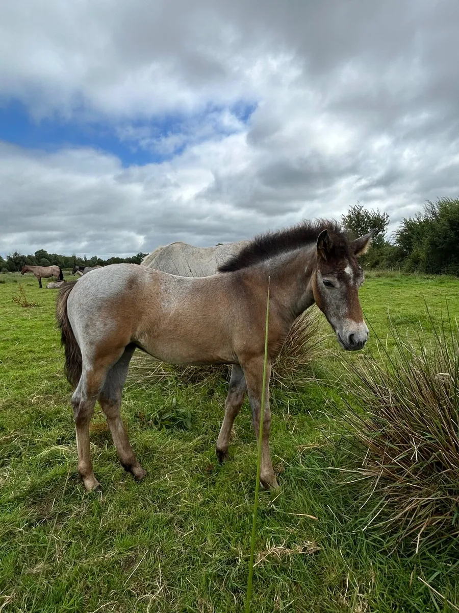 Connemara mares and foals - Image 3