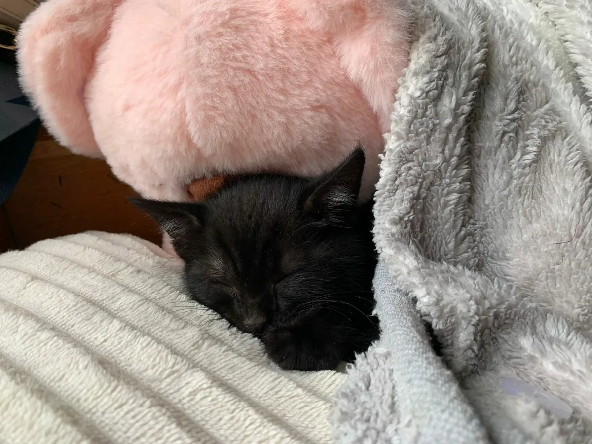 Kitten - Image 2