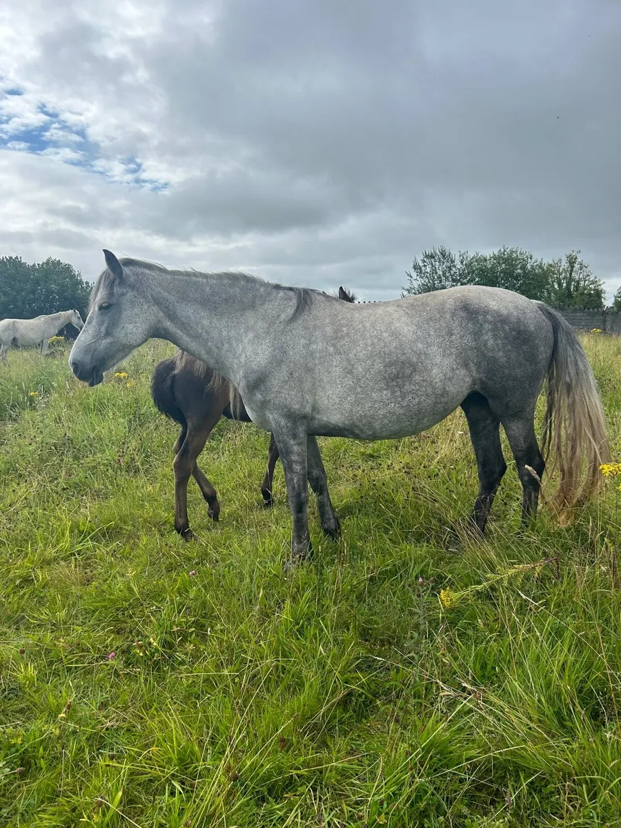 Connemara mares and foals - Image 4