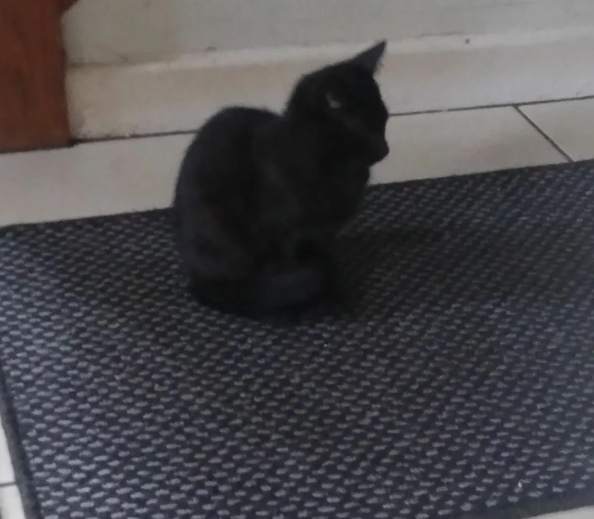 Kitten - Image 3