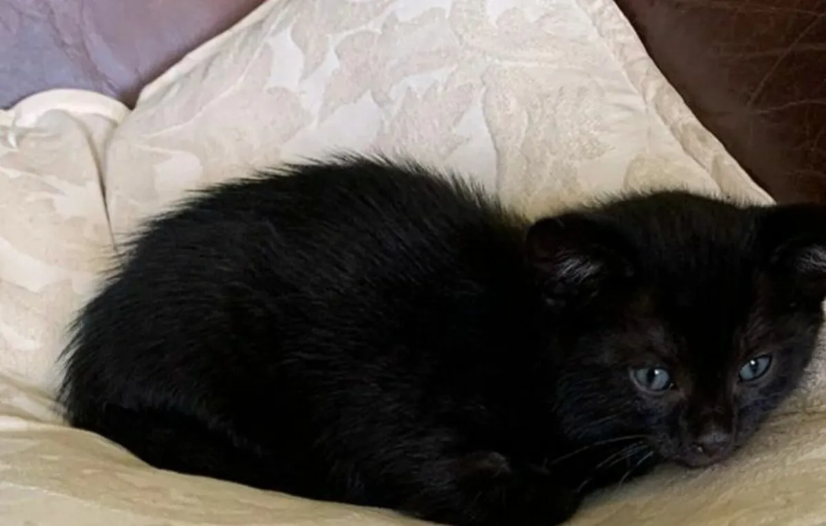 Kitten - Image 4