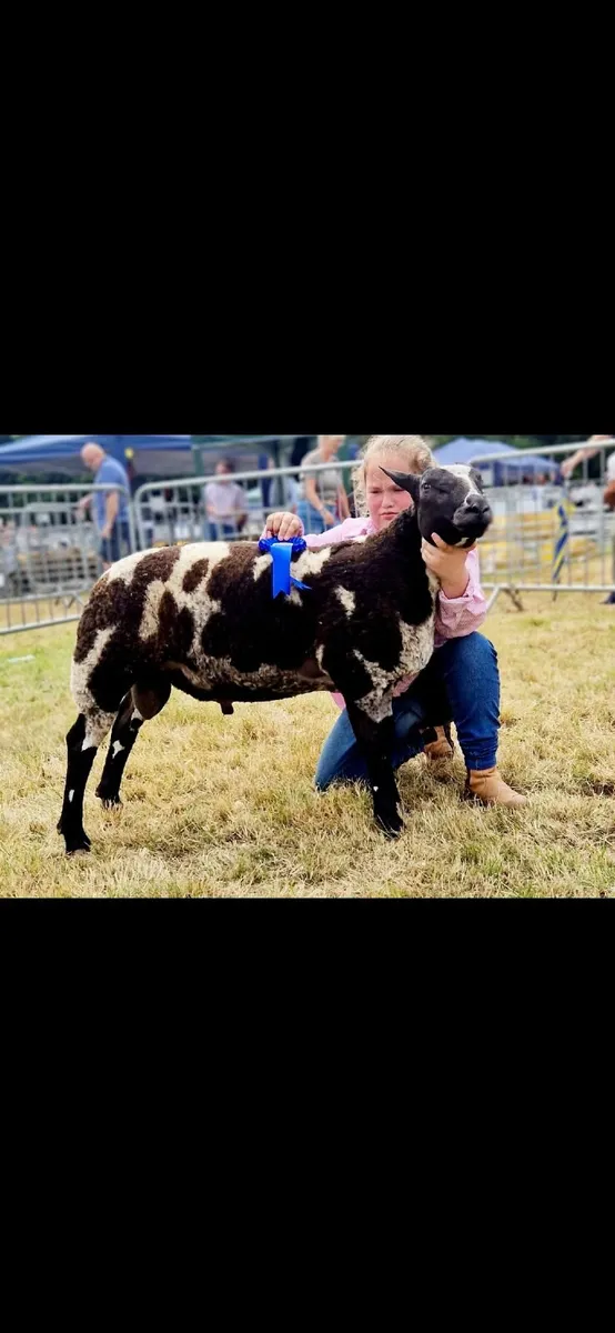 Dutch spotted  tip lamb