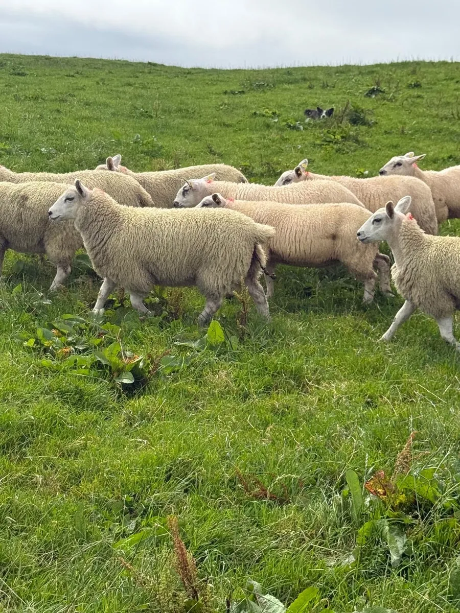 18 Mule x Texel Ewe Lambs - Image 2