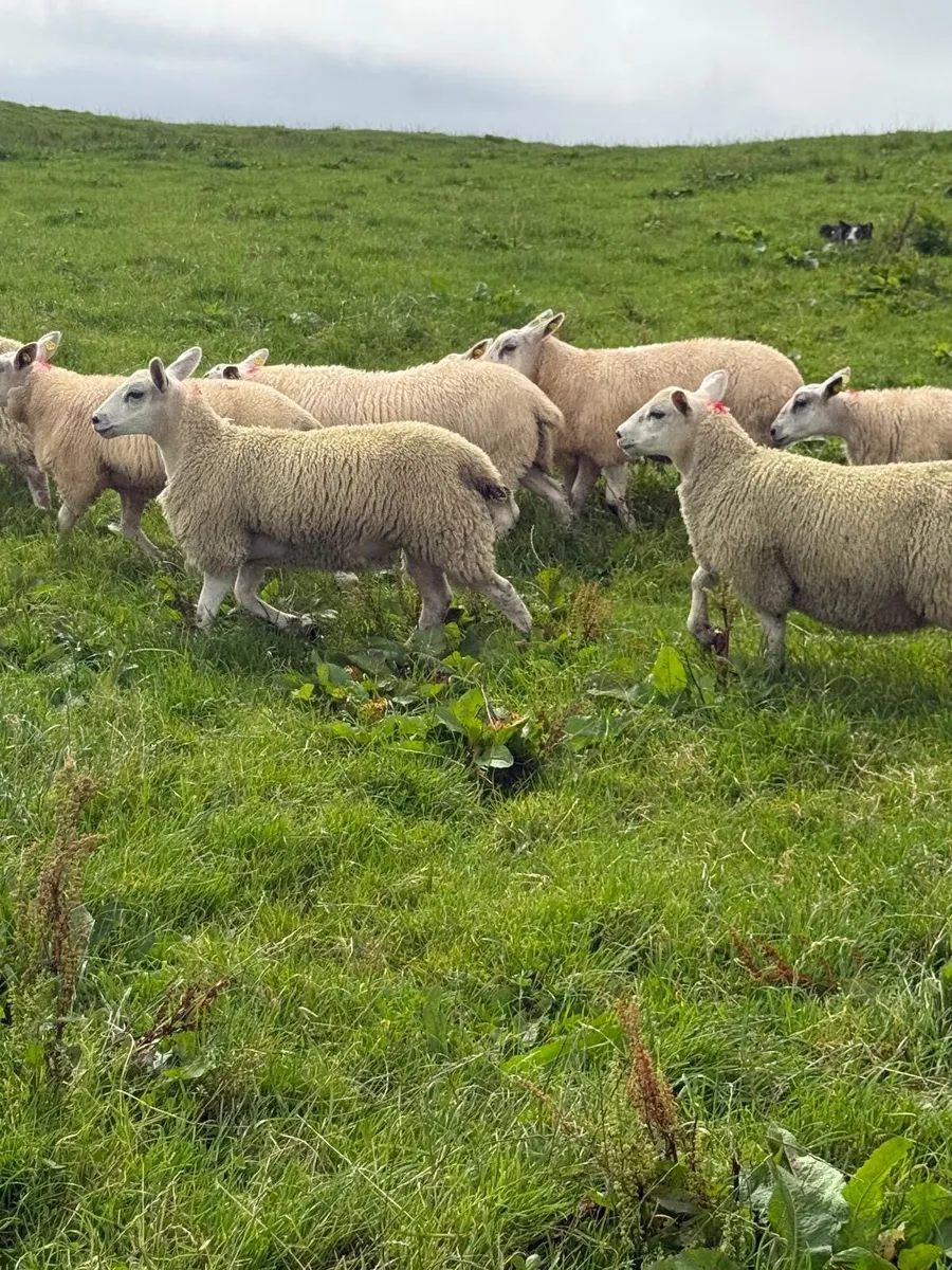 18 Mule x Texel Ewe Lambs - Image 3
