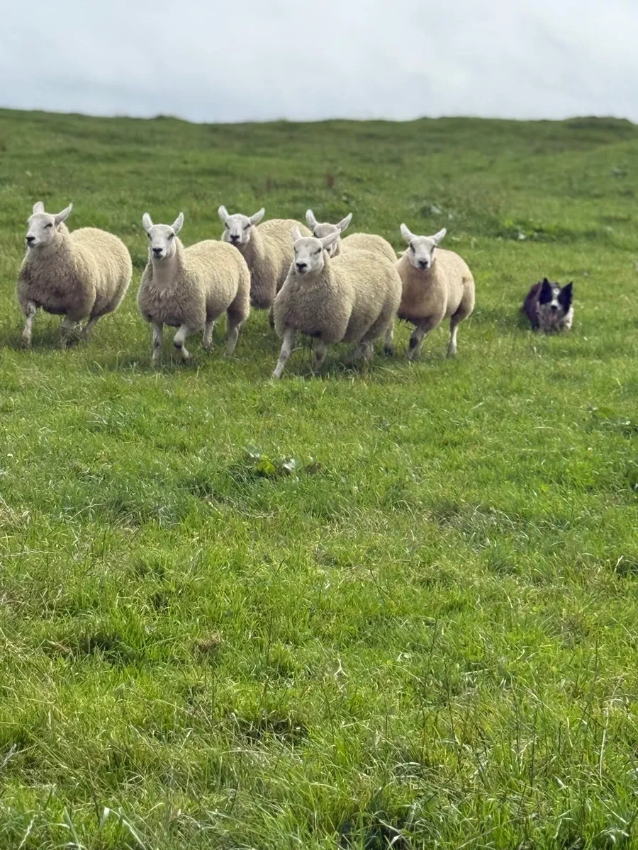 18 Mule x Texel Ewe Lambs - Image 1
