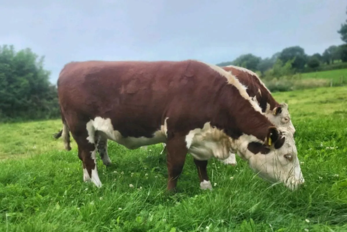 PBR Hereford Heifers - Image 2
