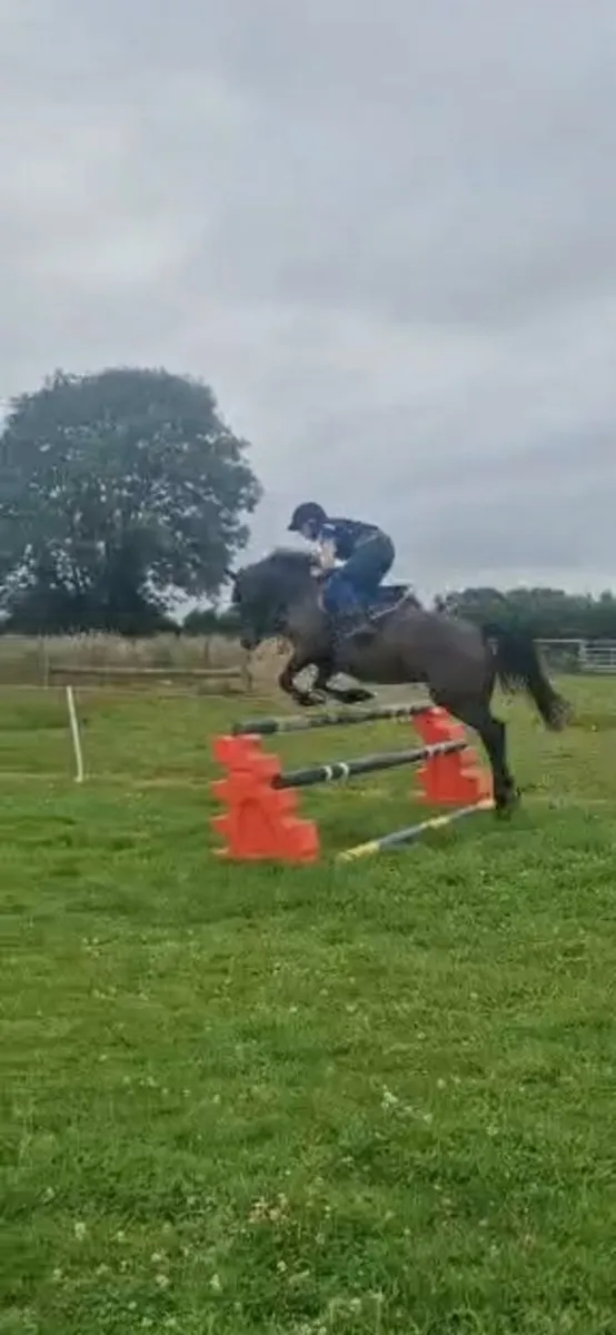 14.2 pony - Image 4