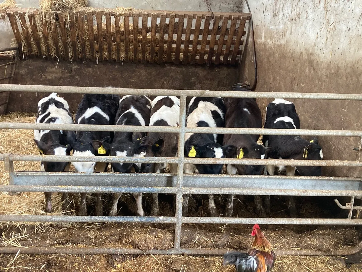 Fresian heifer calves - Image 1