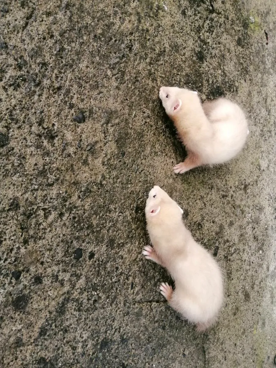 Baby Ferrets - Image 2