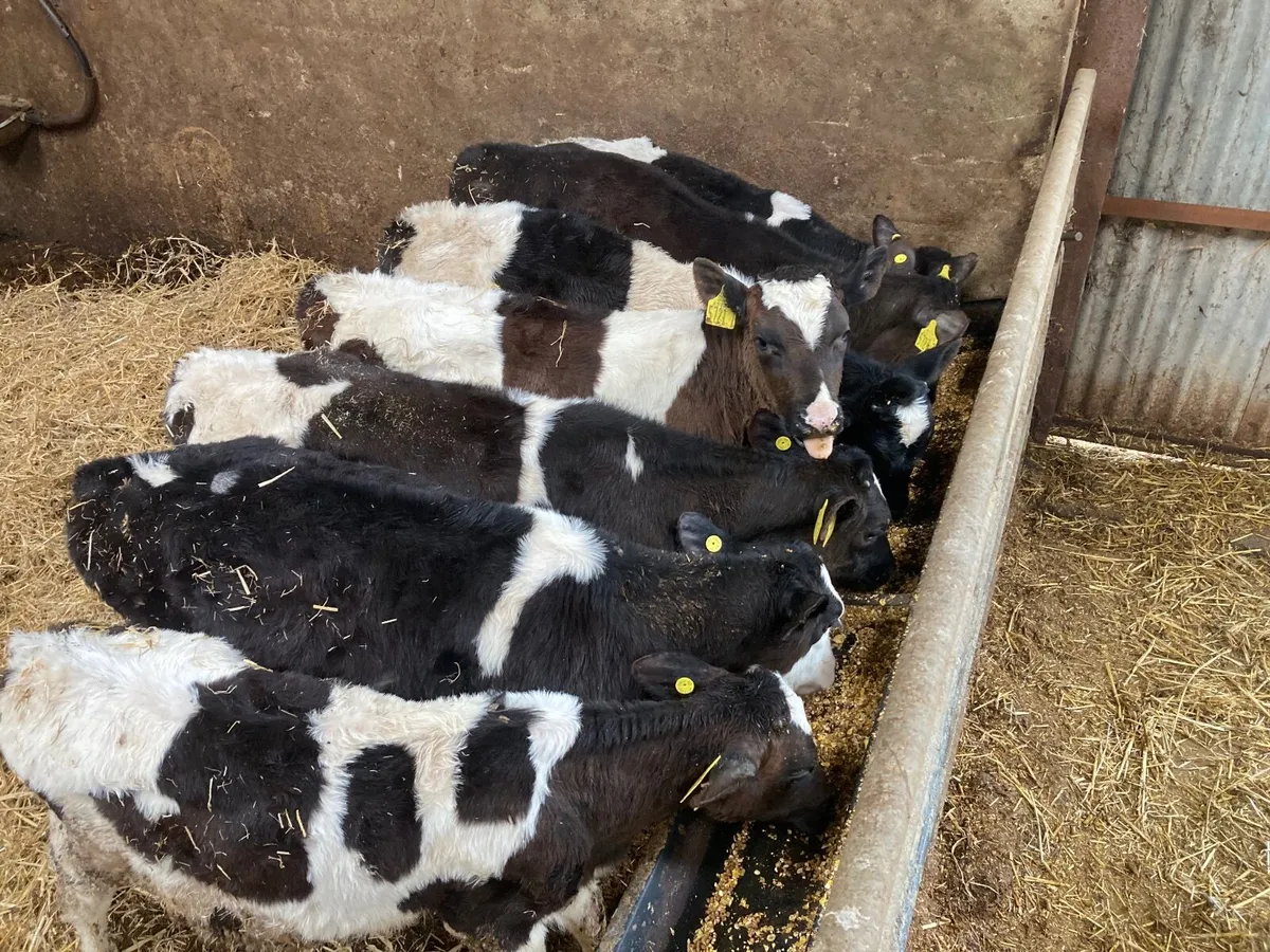 Fresian heifer calves - Image 2