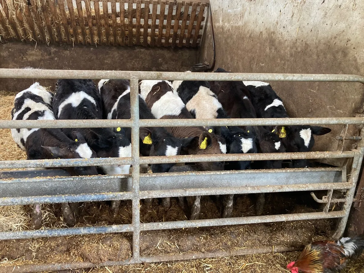Fresian heifer calves - Image 3