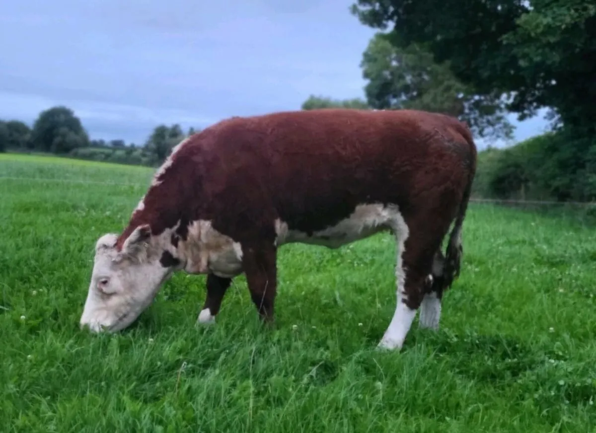 PBR Hereford Heifers - Image 3