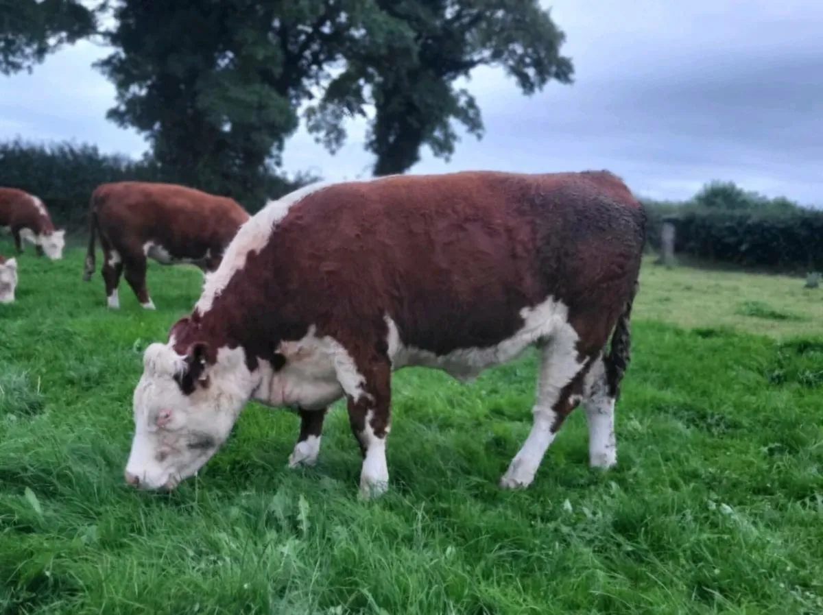 PBR Hereford Heifers - Image 4