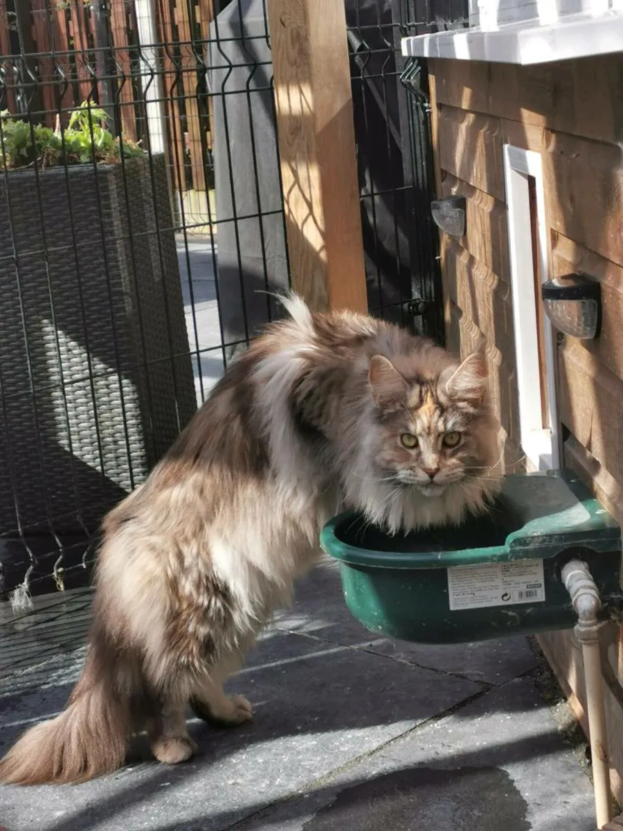 3 years old registered Maine coon girl for adoptio - Image 2