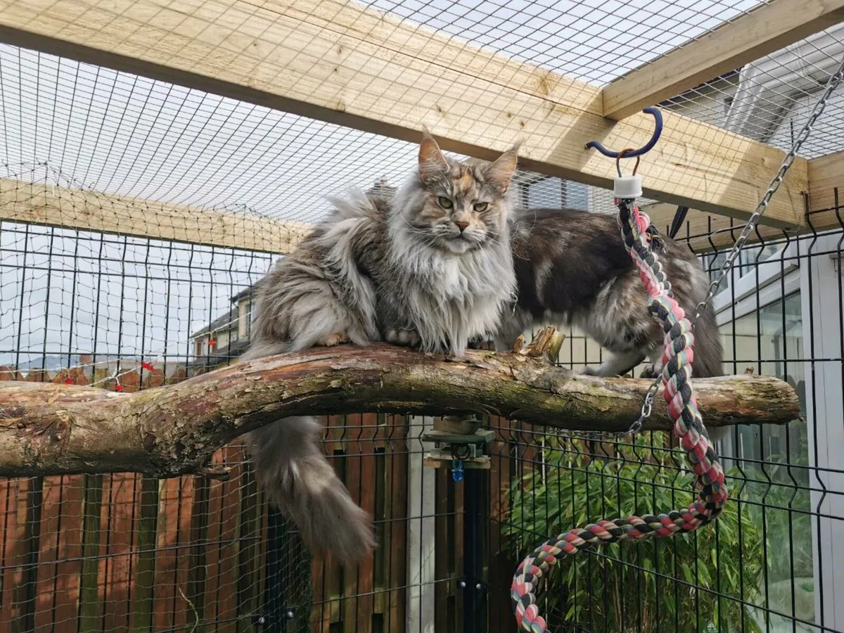 3 years old registered Maine coon girl for adoptio - Image 3
