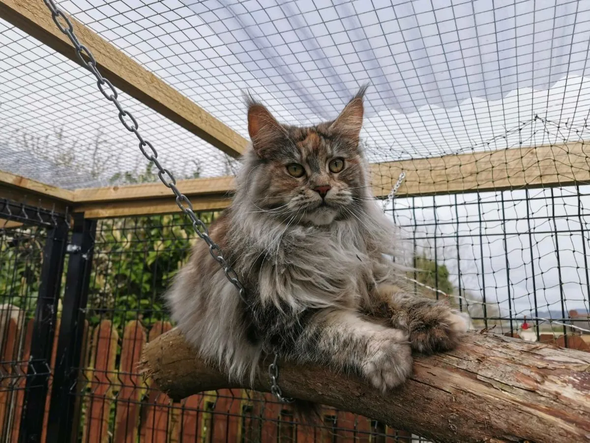 3 years old registered Maine coon girl for adoptio - Image 1