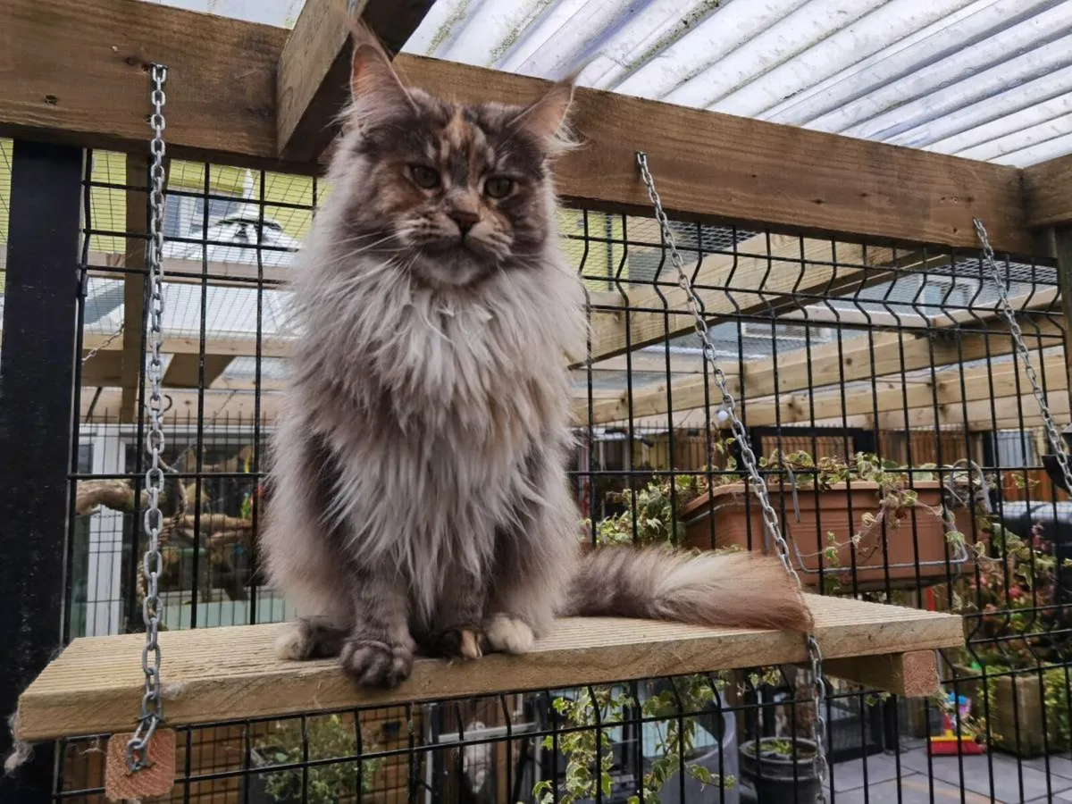 3 years old registered Maine coon girl for adoptio - Image 4