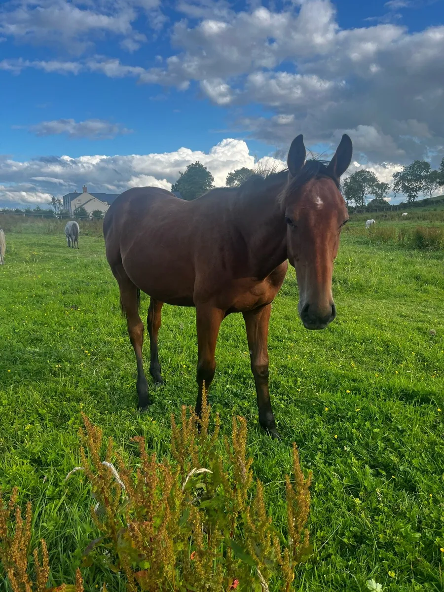 2 Connie X TB yearling colts - Image 1