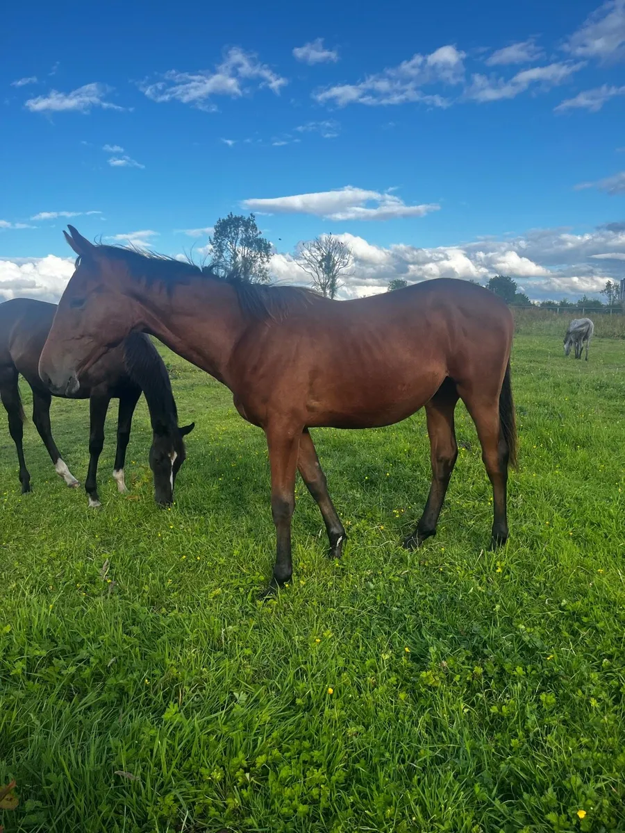 2 Connie X TB yearling colts - Image 2
