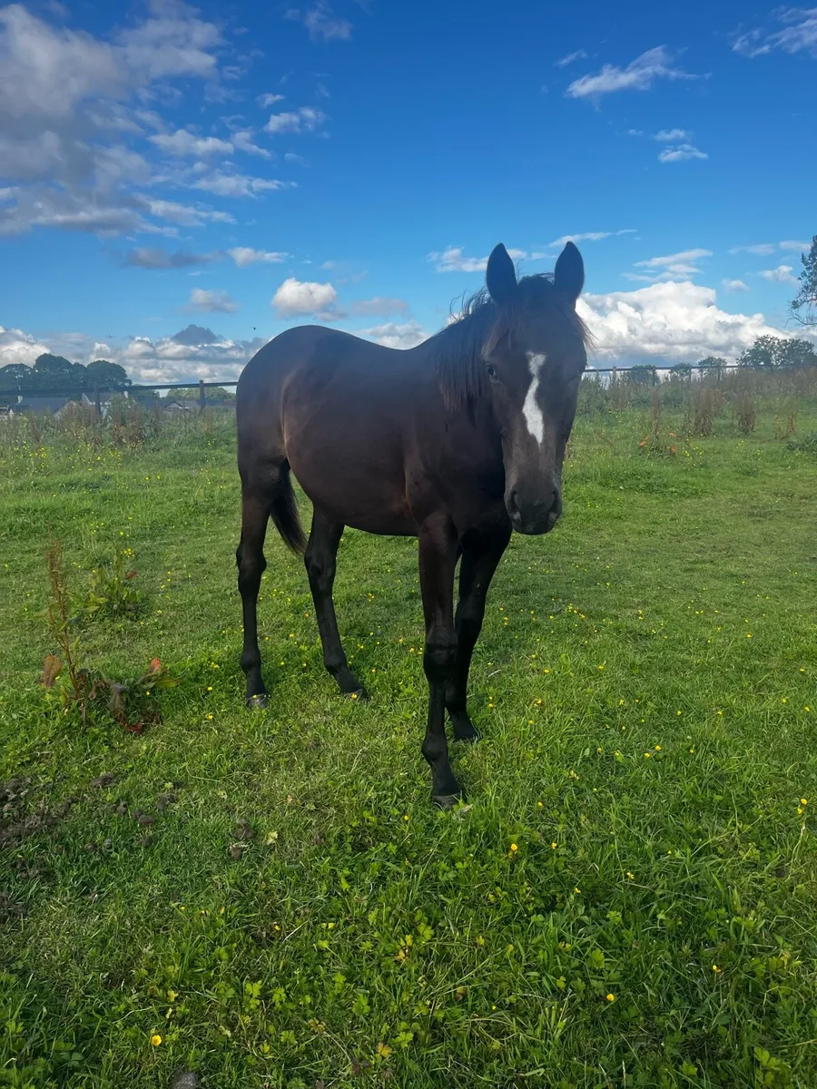 2 Connie X TB yearling colts - Image 3