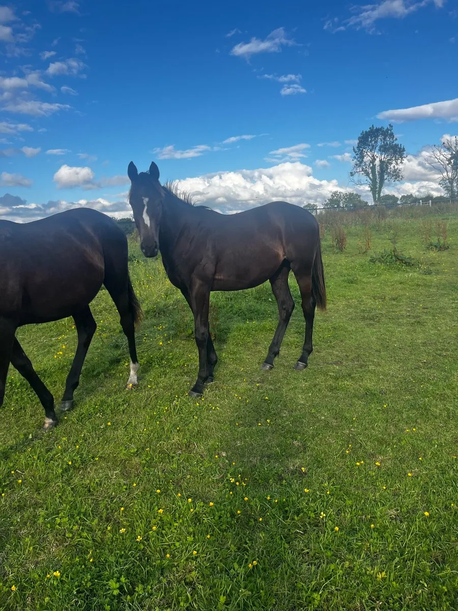 2 Connie X TB yearling colts - Image 4