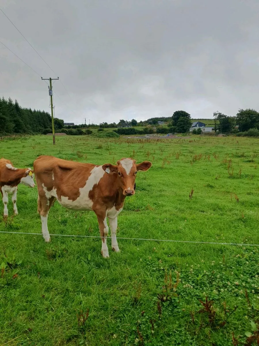 Guernsey heifer - Image 1