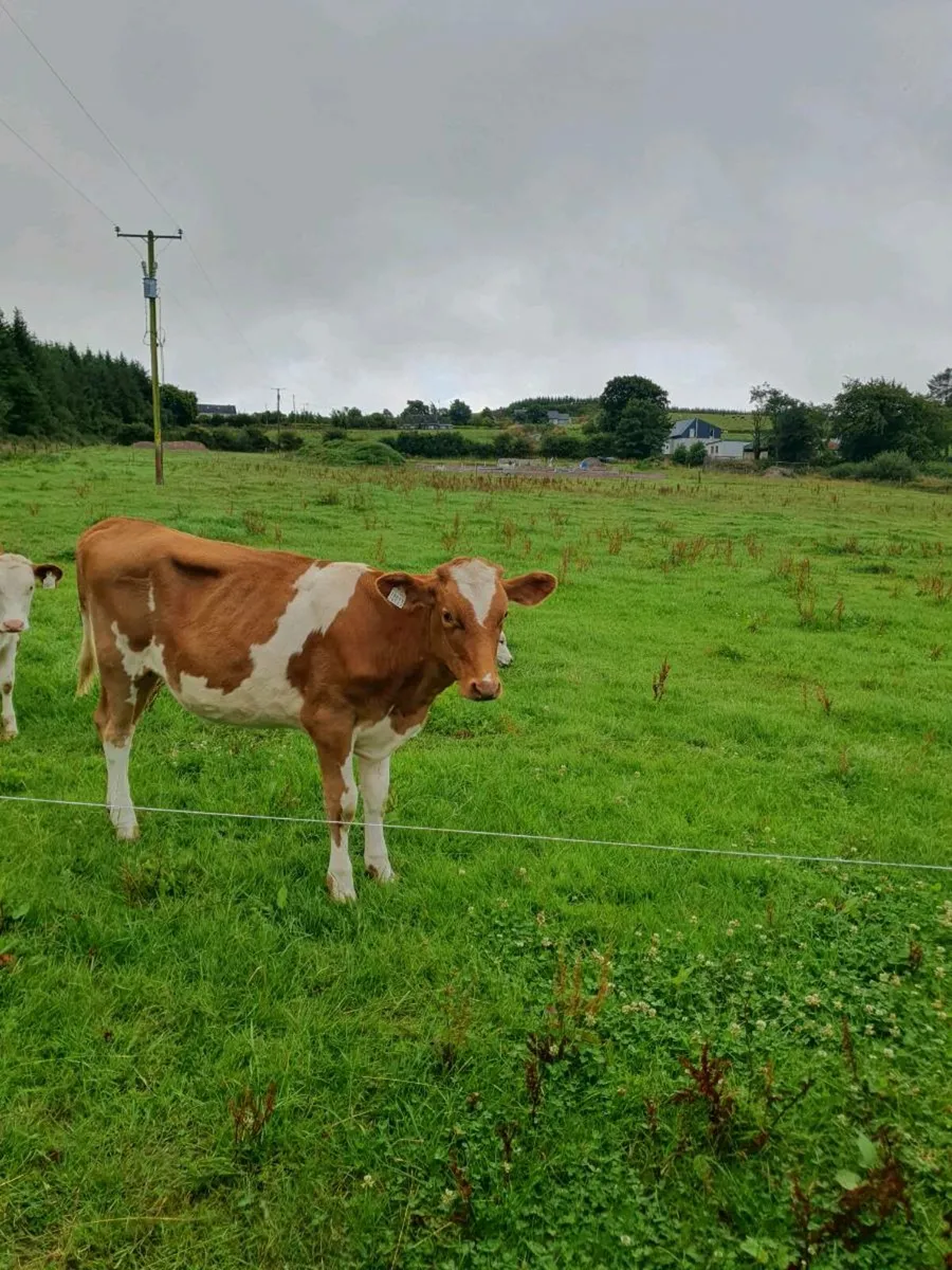 Guernsey heifer - Image 2