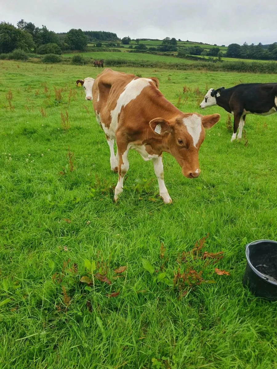 Guernsey heifer - Image 3