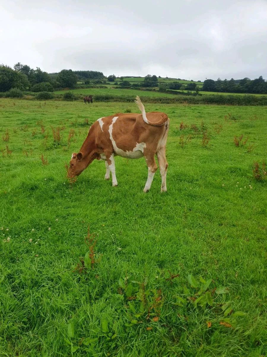 Guernsey heifer - Image 4