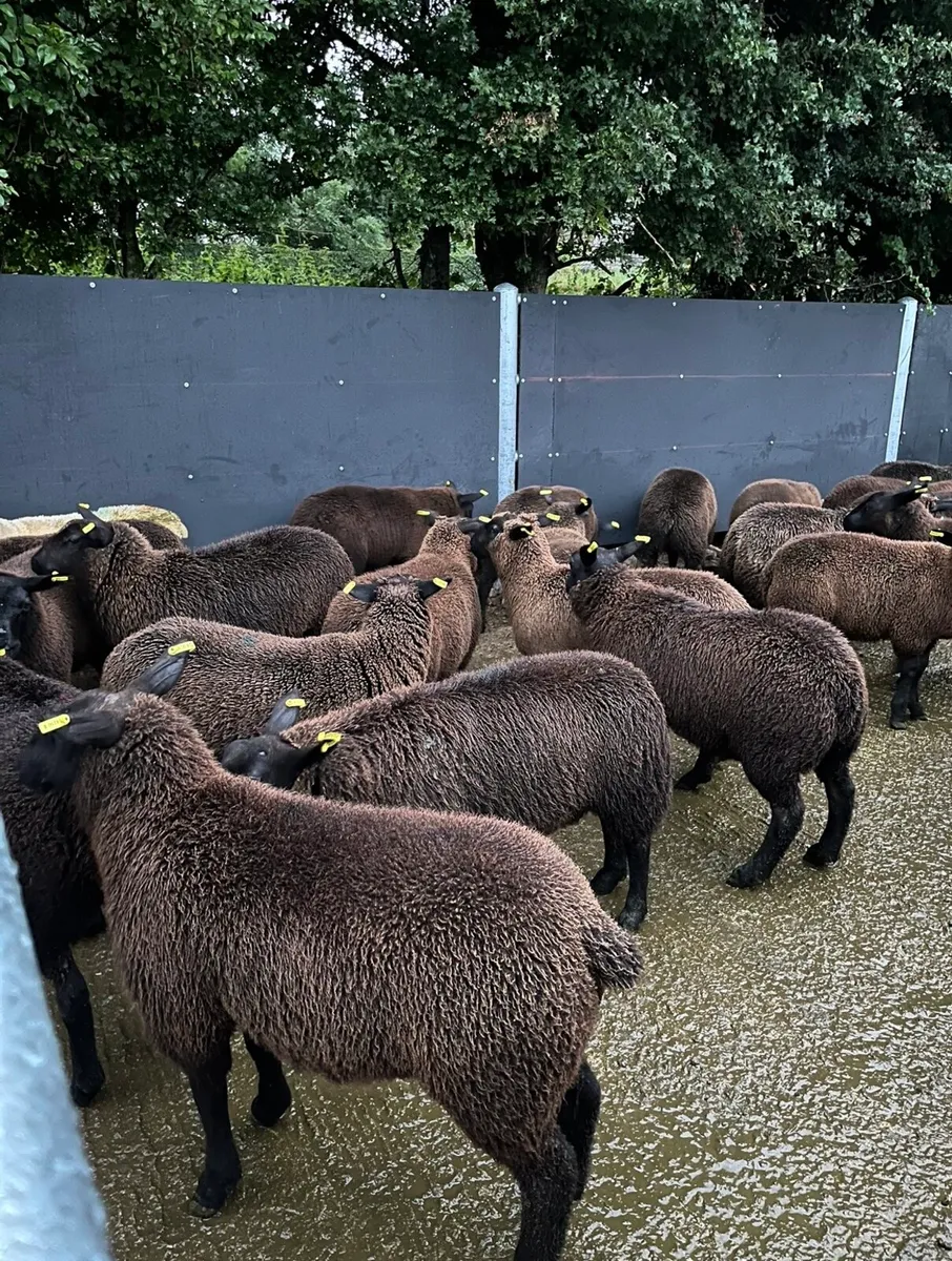 20 super ewe lambs🔥🔥 - Image 1