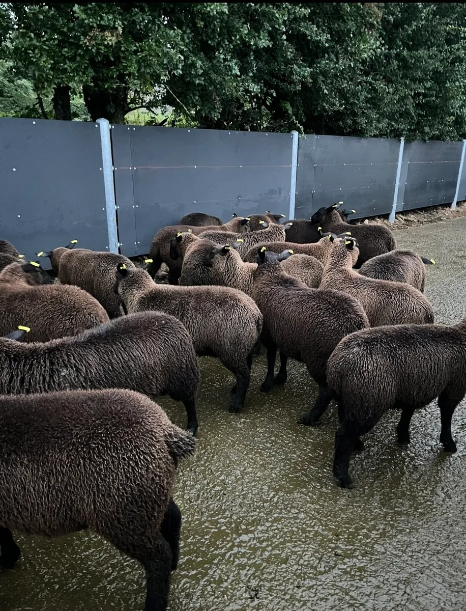 20 super ewe lambs🔥🔥 - Image 2