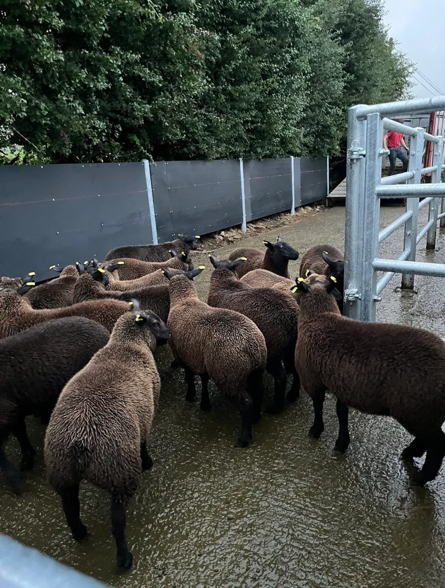 20 super ewe lambs🔥🔥 - Image 3