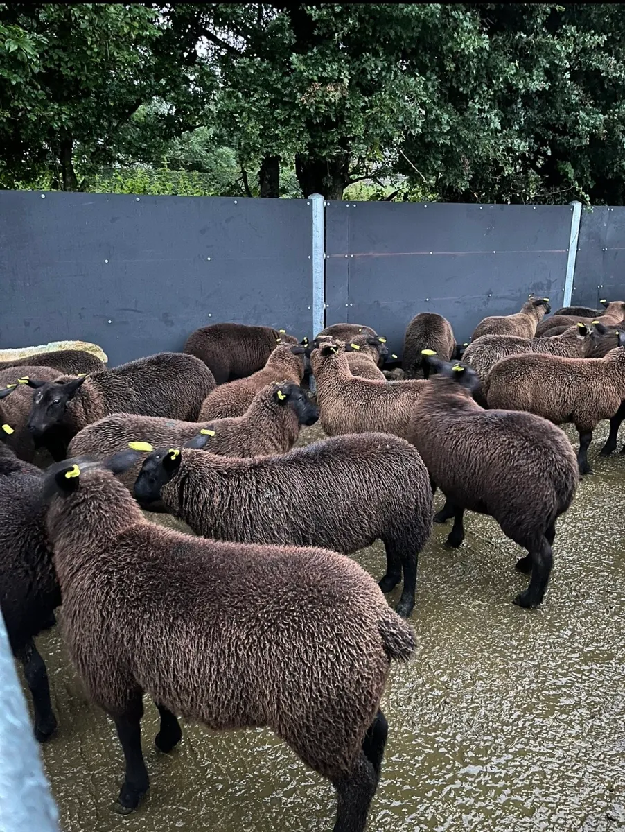 20 super ewe lambs🔥🔥 - Image 4
