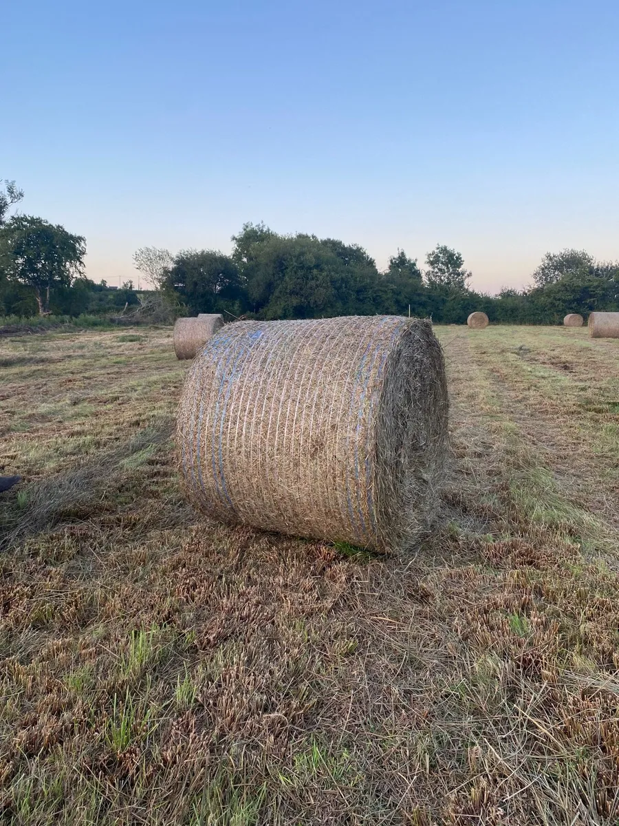 Bales of Rushes for sale - Image 1