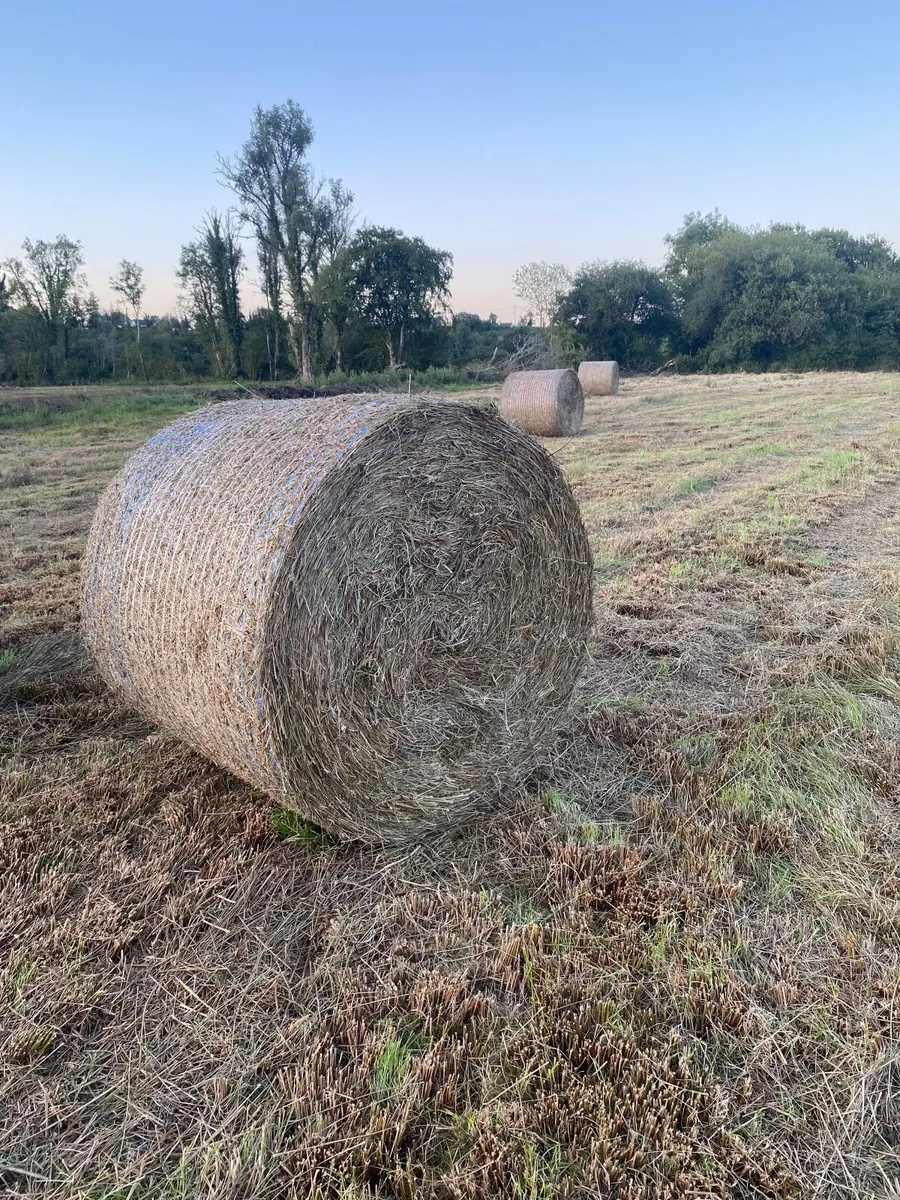 Bales of Rushes for sale - Image 2